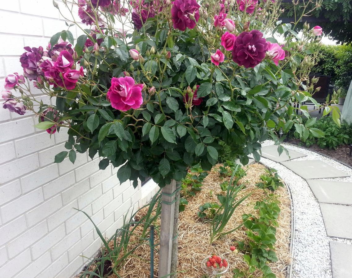 Courtenay B & B Kaiapoi Esterno foto